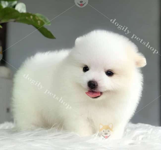 Dogily.vn - Web bán chó cảnh tại TPHCM