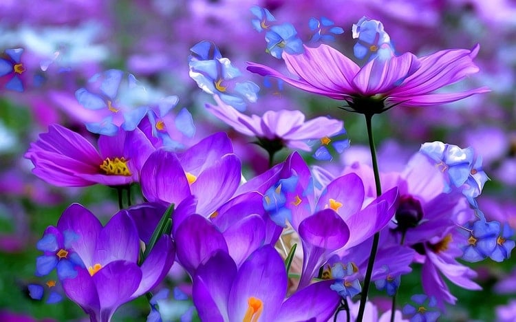 Top 10 loại hoa màu tím đẹp nhất