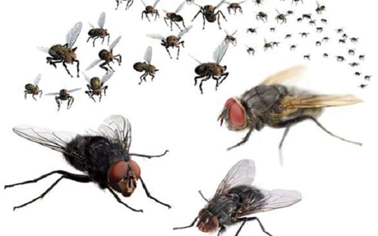 20 cách diệt ruồi trong nhà đơn giản mà hiệu quả không ngờ