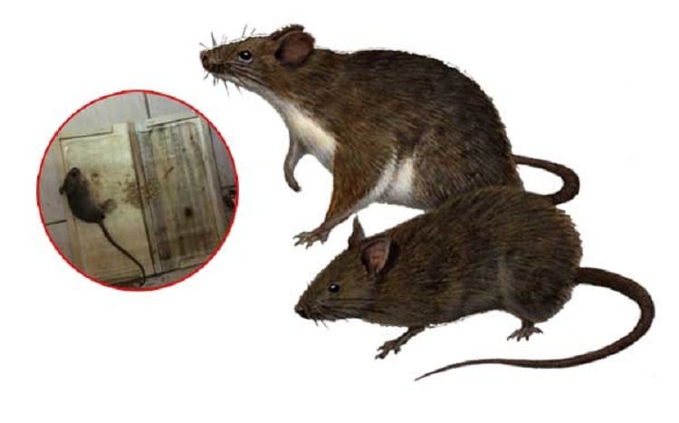 15 cách diệt chuột an toàn và hiệu quả nhất