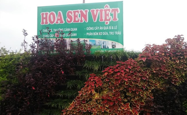 Hoa Sen Viet