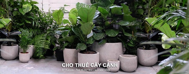 Dịch vụ cho thuê cây cảnh tại DNGreen