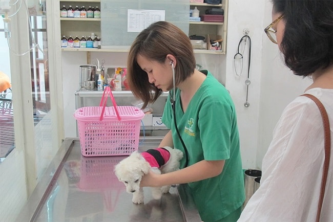 Phòng khám bệnh viện thú y PetCare là Top Phòng khám thú y uy tín và đảm bảo nhất tại TPHCM