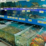 Các địa chỉ mua hải sản tươi sống giá rẻ ở TPHCM