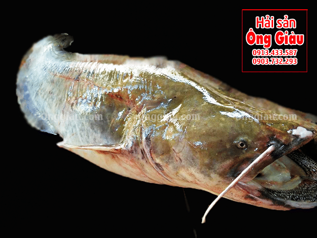 Hải sản Ông Giàu là Top 10 địa chỉ mua hải sản tươi sống ngon nhất TPHCM