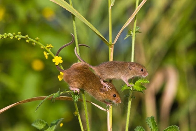 Các loài chuột phổ biến ở Việt Nam hiện nay