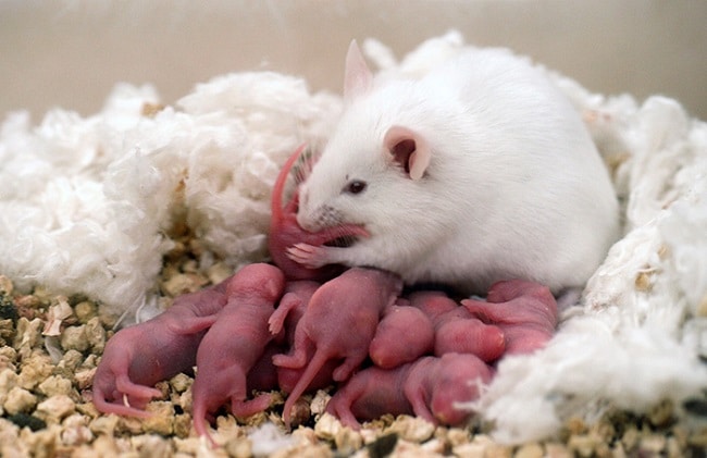Tốc độ sinh sản của Các loài chuột phổ biến ở Việt Nam hiện nay