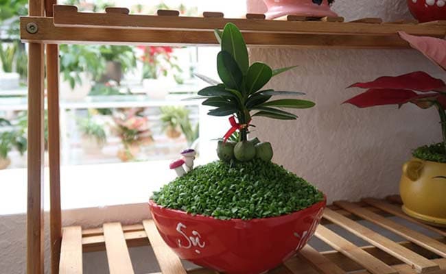 cay xanh Ngoc Lan
