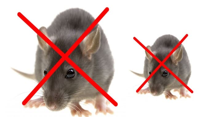 Những điều cần biết về thuốc diệt chuột Killrat - thuốc diệt chuột Killrat là gì