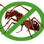 Các loại thuốc diệt kiến tốt nhất hiện nay