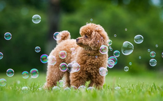 Lazy Dog Shop là Top 5 Cửa hàng bán chó poodle uy tín nhất ở Hà Nội và TPHCM
