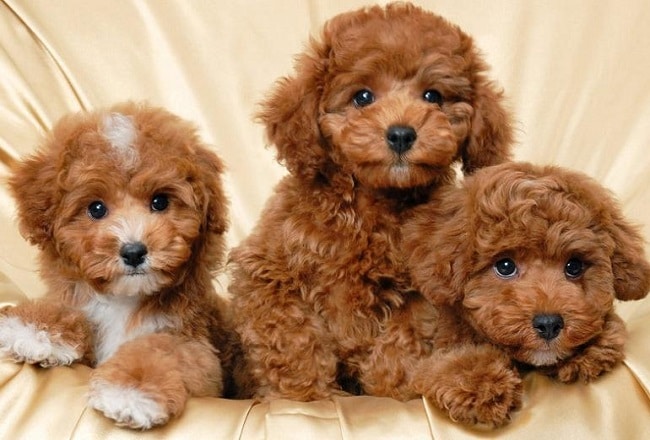 SC Dog Shop là Top 5 Cửa hàng bán chó poodle uy tín nhất ở Hà Nội và TPHCM