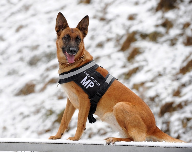 Top 8 trung tâm huấn luyện chó uy tín nhất ở TPHCM