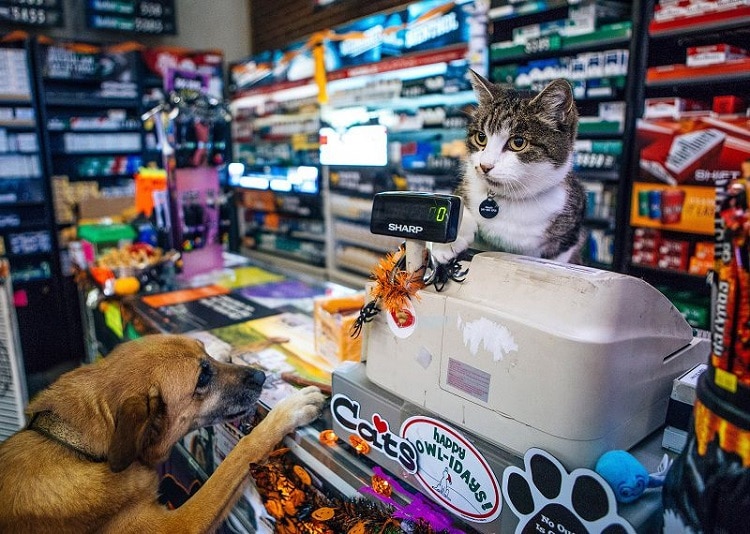 Top 5 Cửa hàng phụ kiện chó mèo giá rẻ nhất Hà Nội và TPHCM