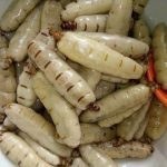 Công dụng mối chúa bạn cần biết