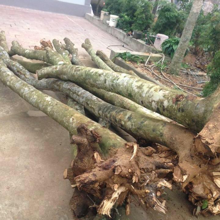 cây gỗ sưa là gì