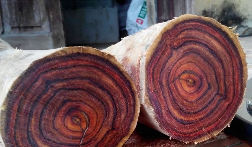 Cây gỗ sưa đỏ
