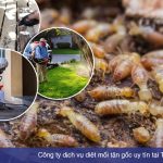 Top 10 công ty dịch vụ diệt mối tận gốc uy tín nhất