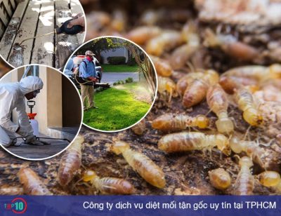 Top 10 công ty dịch vụ diệt mối tận gốc uy tín nhất