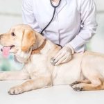 Phòng khám thú y tại quận Tân Bình
