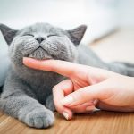 Các phòng khám thú y quận Tân Phú
