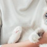 Các phòng khám, bệnh viện thú y tại Quận 6