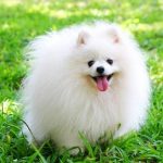 Những địa chỉ bán chó Phốc Sóc tại TPHCM uy tín nhất