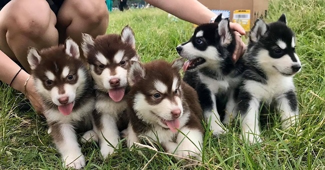 Tùng lộc Pet Husky