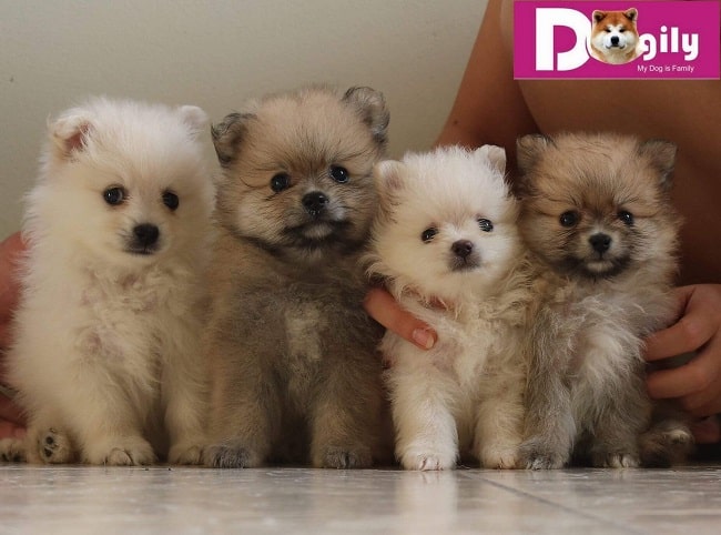 Dogily.vn - Web bán chó cảnh ở TPHCM