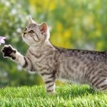 Các địa chỉ mua mèo ở Sài Gòn