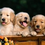 Top 6 Địa chỉ bán Chó Golden & Samoyed uy tín nhất tại TPHCM