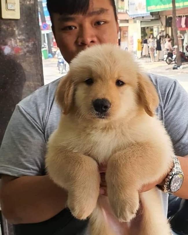 S&C Dog Shop