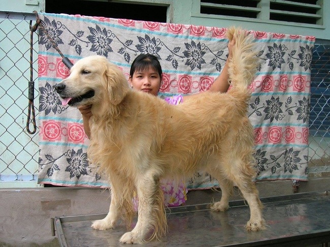 Golden tại Trại chó Tiến Vinh