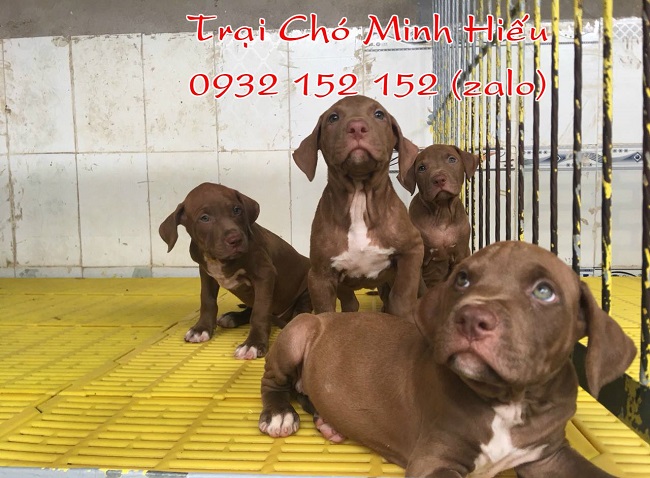 Hồ Chí Minh Cửa hàng thú cưng - Trại chó Minh Hiếu