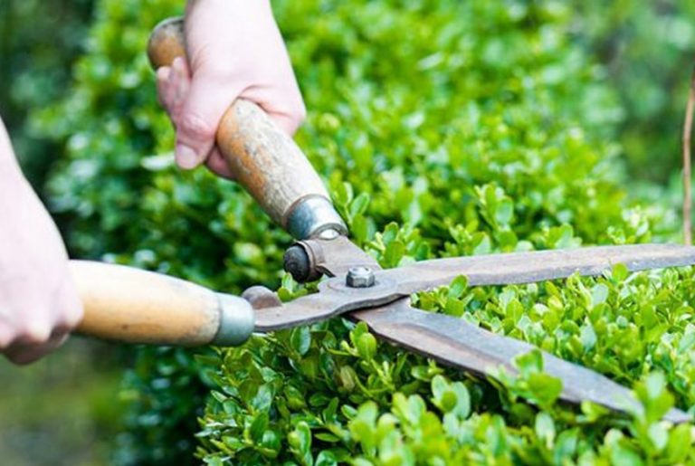 Top 10 dịch vụ cắt tỉa cây xanh uy tín tại TP HCM