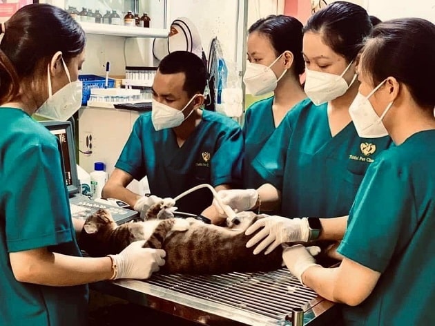 Các bác sĩ đang thăm khám bệnh cho mèo | Ảnh: ThiThi Pet Clinic & Pet Shop 