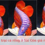 Top trại cá rồng ở Sài Gòn giá rẻ và uy tín nhất