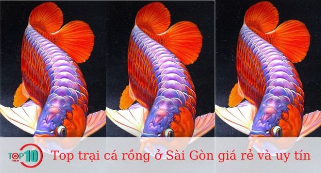 Top trại cá rồng ở Sài Gòn giá rẻ và uy tín nhất