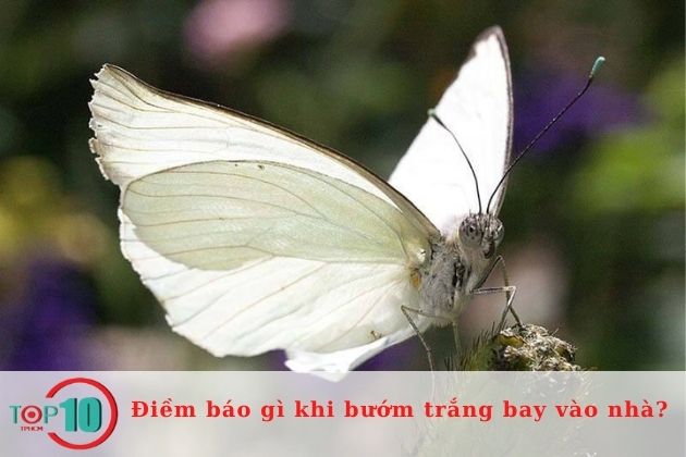 Những điềm báo gì khi bướm trắng bay vào nhà?
