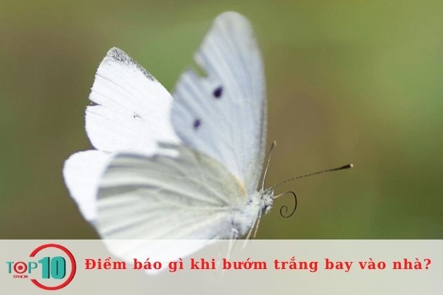 Việc bướm trắng bay vào nhà theo quan niệm phương Đông| Nguồn: Internet