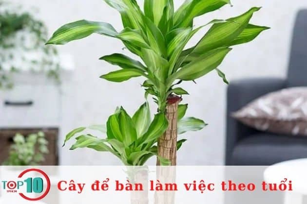 Cây để bàn làm việc dành cho người tuổi Tuất| Nguồn: Internet