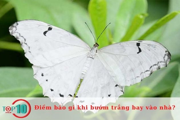 Mơ thấy bướm trắng bay vào nhà là điềm báo gì?| Nguồn: Internet