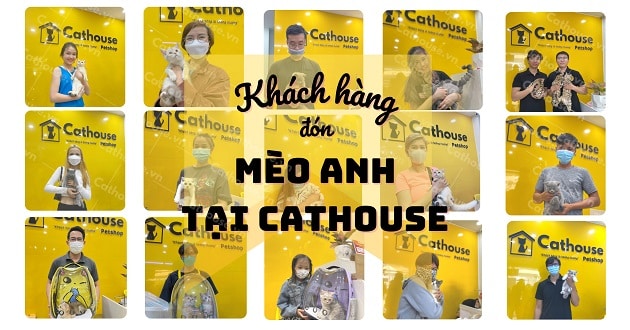 Khách hàng đón mèo Anh tại Cathouse