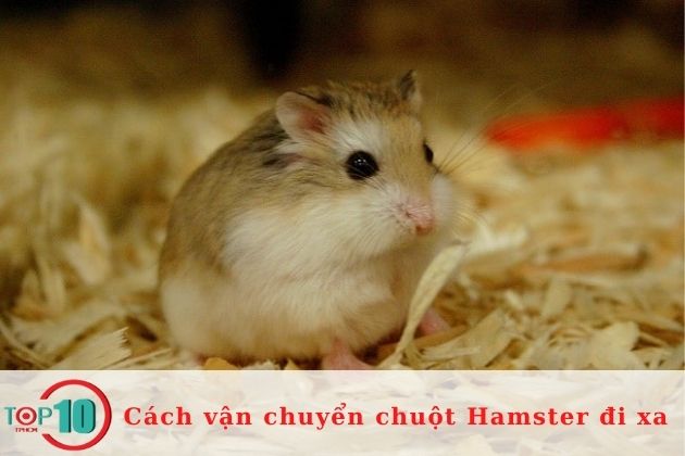 Cách vận chuyển chuột Hamster đi xa đúng cách