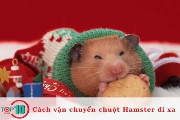 Điều chỉnh nhiệt độ của xe phù hợp với chuột Hamster| Nguồn: Internet