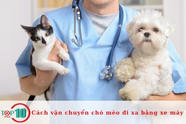 Tìm hiểu và ghi lại liên lạc của bác sĩ thú y để đưa chó mèo đi khám| Nguồn: Internet