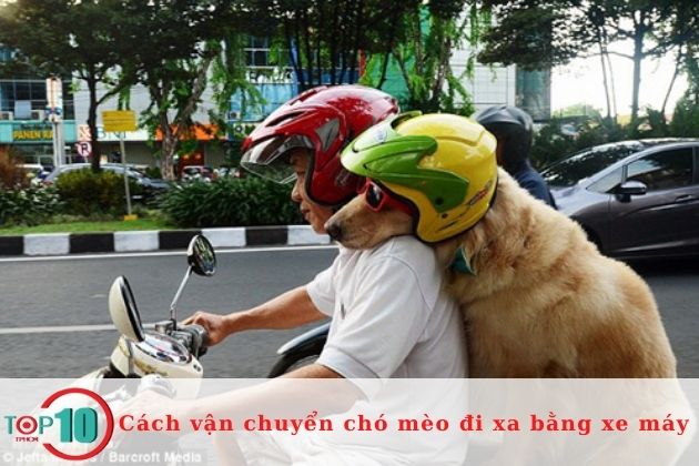 Một số lưu ý bạn cần biết khi vận chuyển chó mèo đi xa bằng xe máy| Nguồn: Internet