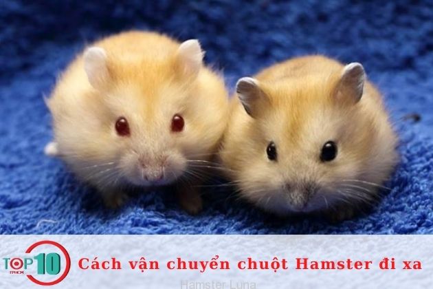 Kiểm tra chú chuột Hamster của bạn thường xuyên| Nguồn: Internet
