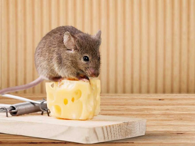 cách diệt chuột hiệu quả và an toàn