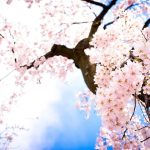 Tổng hợp hình nền hoa anh đào đẹp nhất